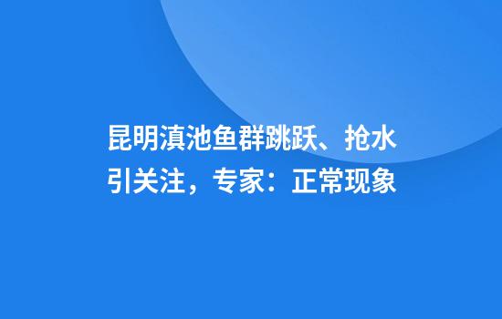 昆明滇池鱼群跳跃、抢水引关注,专家:正常现象