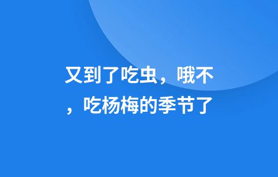 又到了吃虫,哦不,吃杨梅的季节了